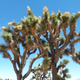 Illustration for article titled Some weird lookin trees